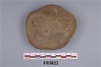 藏品(海膽)的圖片